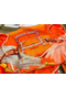 Hermes Orange Projets Carres Shawl 140 Replica